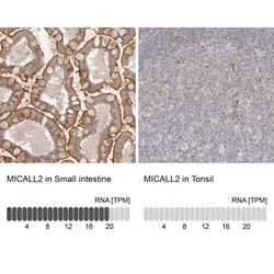 MICALL2 Antibody, Novus Biologicals 0.1mL; Unlabeled:Antibodies, Polyclonal